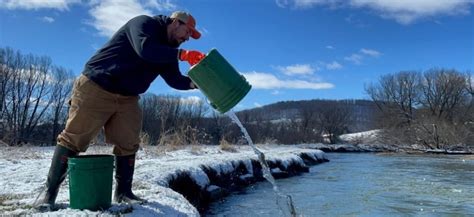 Help the DEC stock Geyser Creek with brown trout
